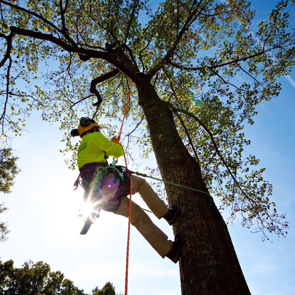 Bartlett Tree Experts