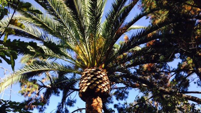 JC Tree Care Services