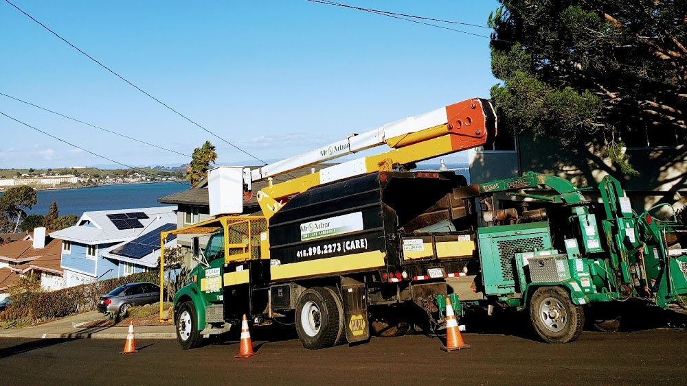 Mr. Arbor Tree Care Arborists
