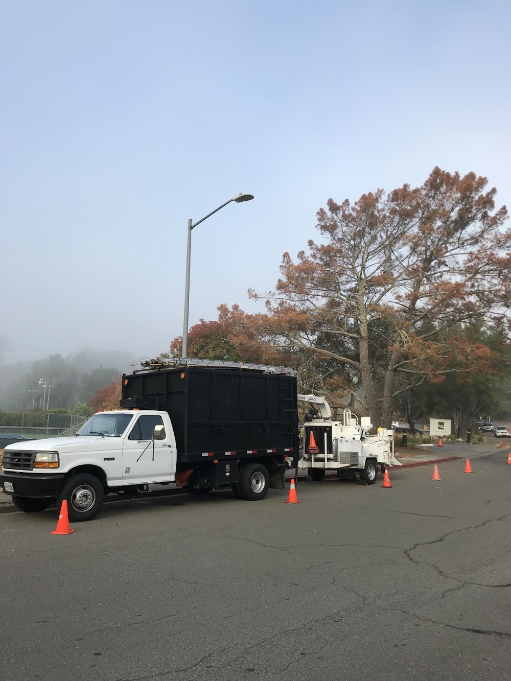 Spring Tree Service & Maintenance