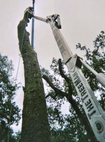 The Tree Man